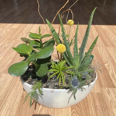 Mixed succulent arrangement in a white bowl planter