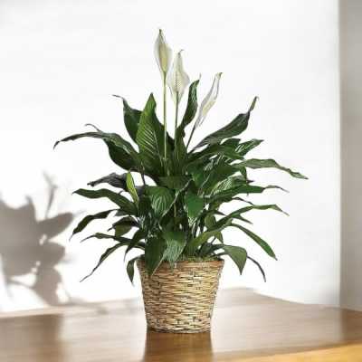 Peace Lily 8in