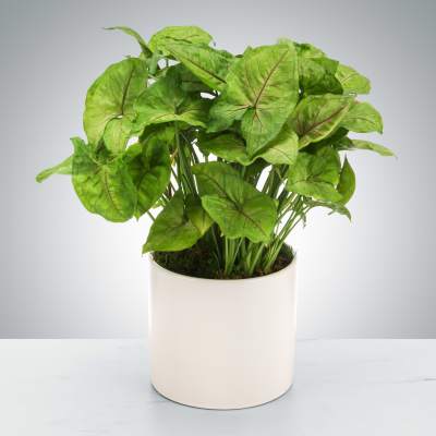 Arrowhead Plant by Pretty Perfect Gifts