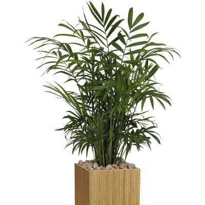 Small Peaceful Palm