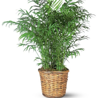 Large Peaceful Palm