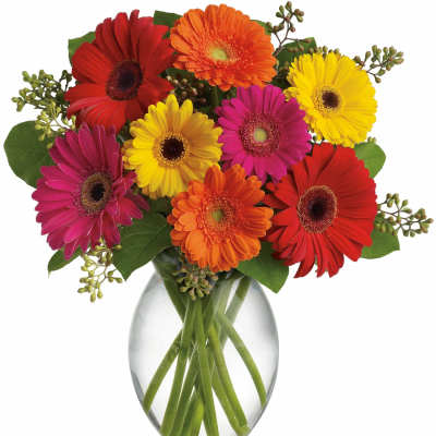 Colorful gerbera daisies arranged in a clear glass vase