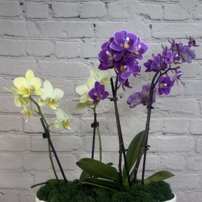 Orchid Delight