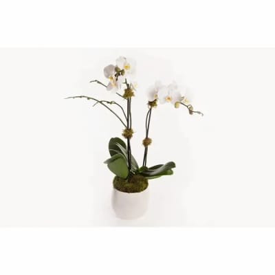 Potted white phalaenopsis orchid plant with multiple blooms in a white ceramic container