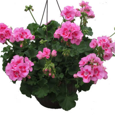 Hanging basket of pink geranium blooms in a dark pot