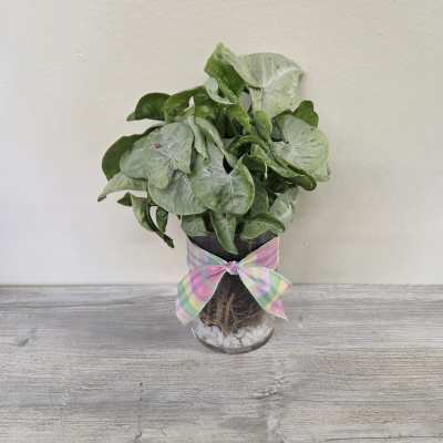 'Rooted in Nature' Arrowhead Plant