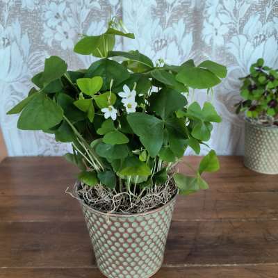 Green Oxalis