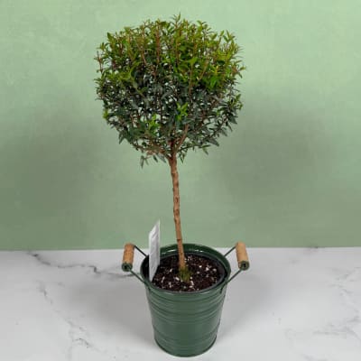 Myrtle Topiary