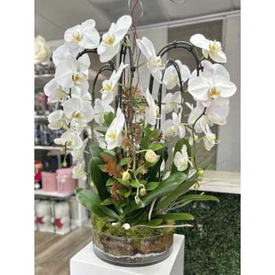 White phalaenopsis orchid plants with arching stems in a clear glass bowl planter