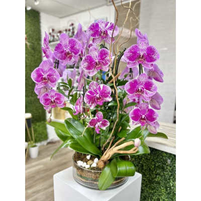 Potted arrangement of tall pink and white phalaenopsis orchids in a clear glass bowl.