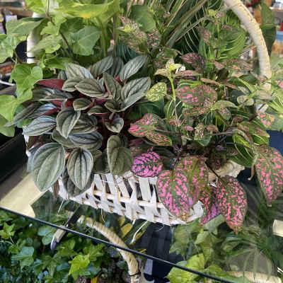 Basket of assorted potted houseplants with varied green and pink foliage