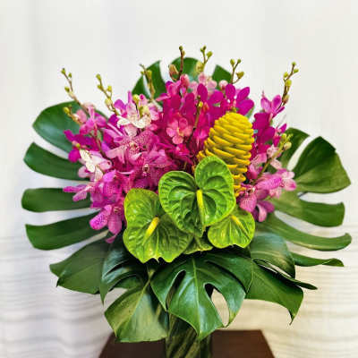 Tropical Radiance
