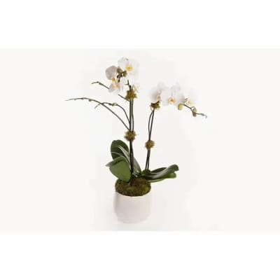 Orchid plant