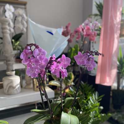 Luxury mini orchid planter