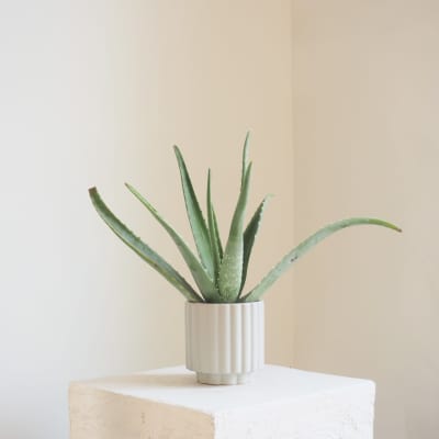 Aloe in Fluted Pot