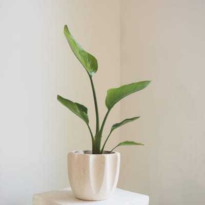 Bird of Paradise in Beaumont Pot