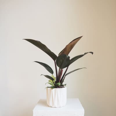 Philodendrons Imperial Red + Birkin