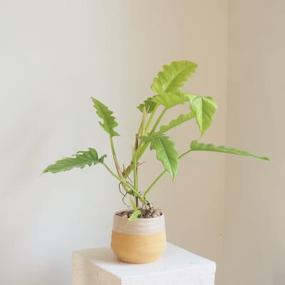 Philodendron Golden Crocodile