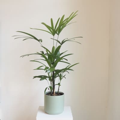 Rhapsis Lady Palm