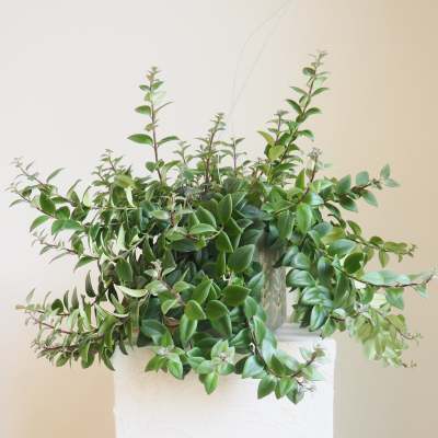 Lipstick Plant
