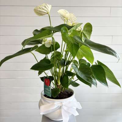 Flamingo Plant (Anthurium)