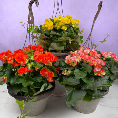 12" Begonia Hanging Basket