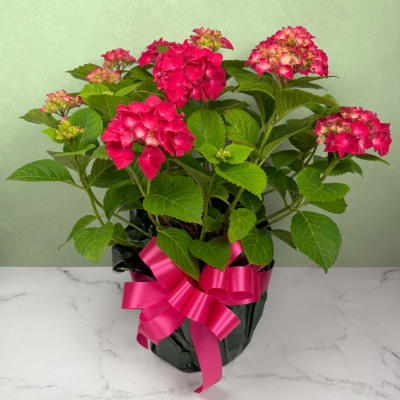 Outdoor Hardy Hot Pink Hydrangea Plant