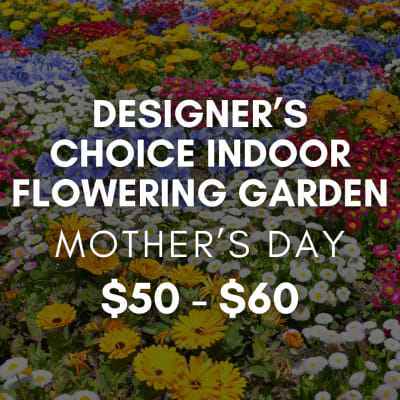 Designer's Choice Indoor Flowering Garden