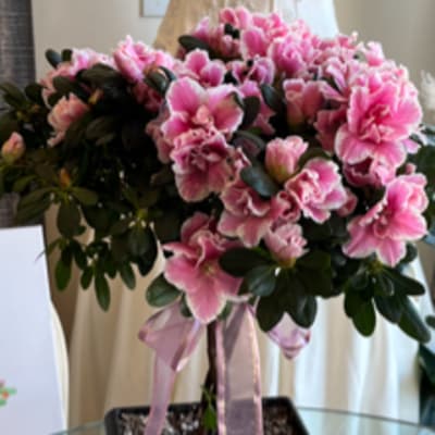 Azalea Tree