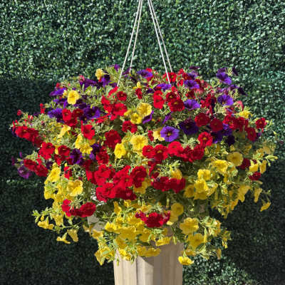 12” Million Bells Hanging Basket