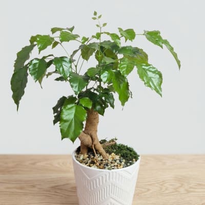 Bonsai 2
