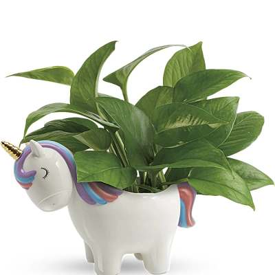 Potted green plant in a unicorn-shaped ceramic planter