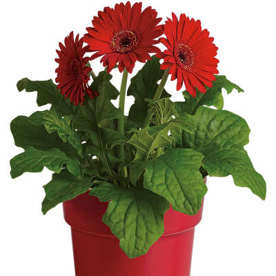 Red gerbera daisies in a red pot