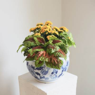 Living Plant Arrangement with Calandiva