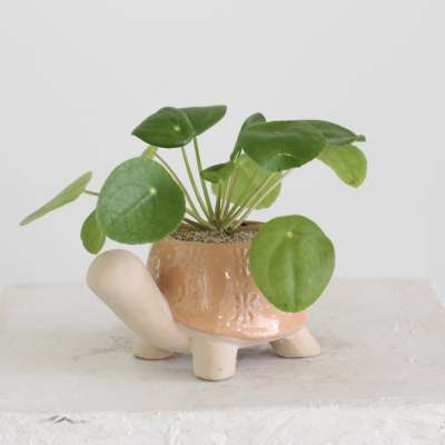Pilea in Turtle Planter