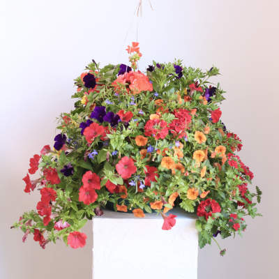 Annual Hanging Flower Basket