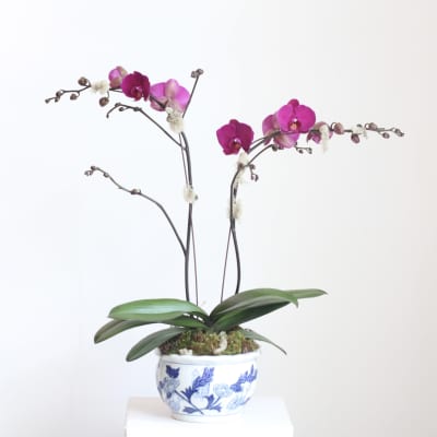 Potted Orchid