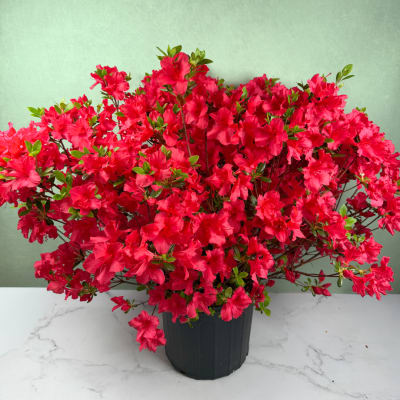 Potted Azalea Shrub