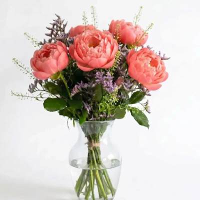 Beauty Coral Peony
