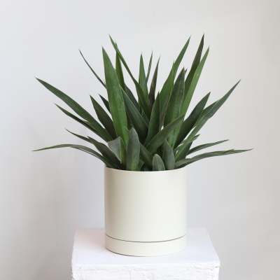 Yucca
