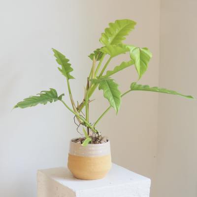 Philodendron Golden Crocodile