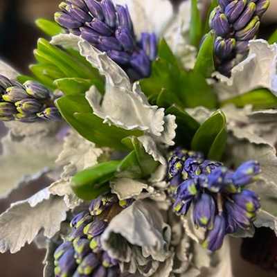 Hyacinth