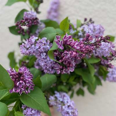 Lilac