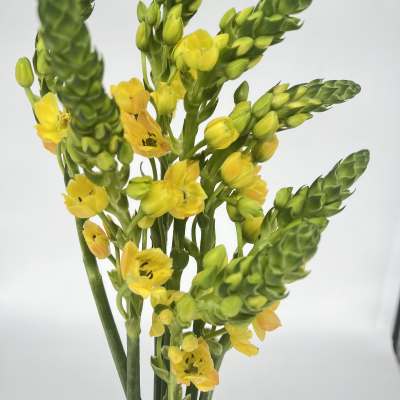 Star of Bethlehem