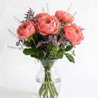 Beauty Coral Peony
