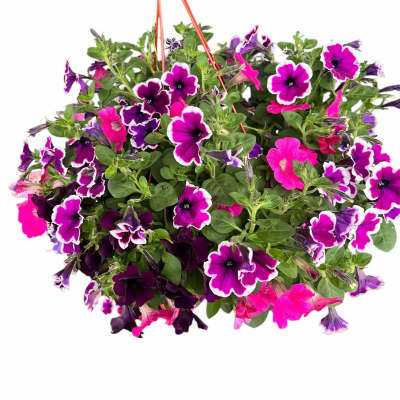 Hanging basket of purple and pink petunia flowers
