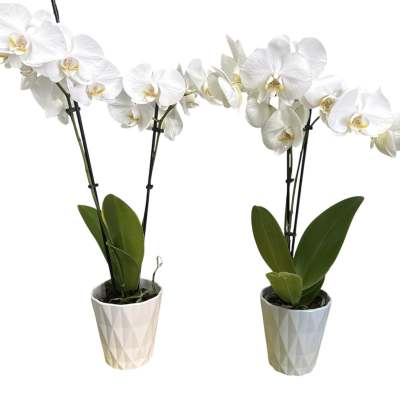 Orchid Plant