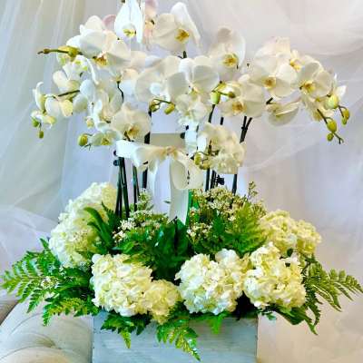 White orchids arranged above white hydrangeas in a square container