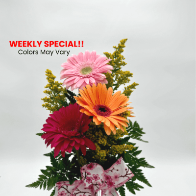 Gerbera Delight