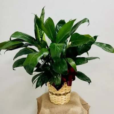 Potted green houseplant in a woven basket